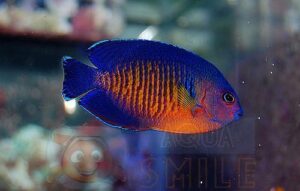 Риба ангел Centropyge bispinosus, Coral Beauty