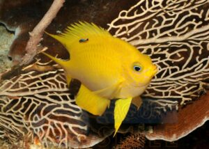 Риба Amblyglyphidodon spp, Yellow Lyretail Damsel