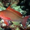 Риба Pseudanthias squamipinnis, Lyretail coral fish Indian Ocean (самець) 34514