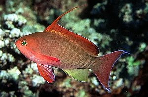 Риба Pseudanthias squamipinnis, Lyretail coral fish Indian Ocean (самець)