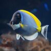 Рыба хирург Acanthurus leucosternon, Yellow-tailed Powder-blue Tang 13095