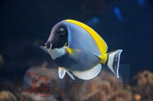 Риба хірург Acanthurus leucosternon, Yellow-tailed Powder-blue Tang