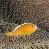 Риба клоун Amphiprion sandaracinus, Orange Anemonefish 34615