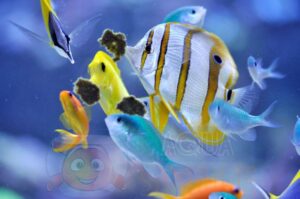 Корм для морських тварин Easy reefs Masstick