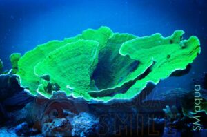 Корал SPS Montipora spp, Montipora Foliosa Green L
