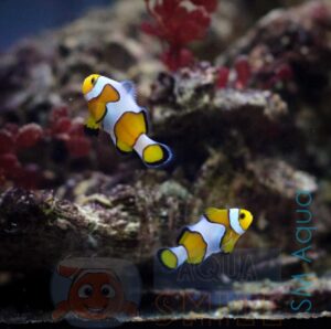 Рыба Amphiprion ocellaris, Clownfish Mixed