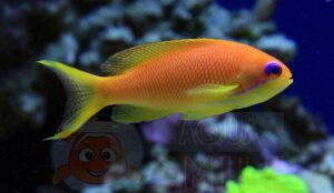 Рыба Pseudanthias squamipinnis, Lyretail coral fish Indian Ocean (самка)