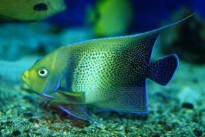Риба Pomacanthus semicirculatus, Koran Angelfish (дорослий)
