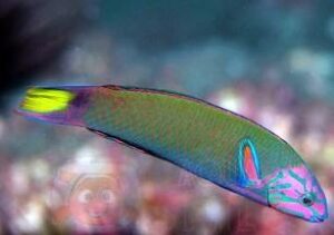 Рыба губан Thalassoma lunare, Lyretail Wrasse