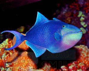 Рыба спинорог Odonus niger, Redtooth Triggerfish