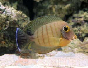 Риба Acanthurus tristis, Ocean Mimic Eibli Tang