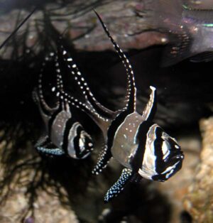 Рыба Pterapogon kaudernii, Banggai Cardinalfish