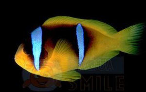 Риба клоун Amphiprion bicinctus (Two-banded Anemonefish)