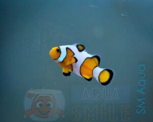 Риба Amphiprion ocellaris, Clownfish DaVinci PREMIUM