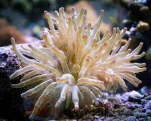 Анемон Entacmaea sp, Anemone Corn Green Sumba