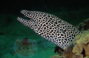 Мурена Gymnothorax favagineus, Honeycomb Moray