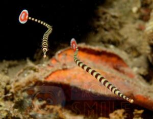 Риба Doryramphus dactyliophordus, Banded Pipefish