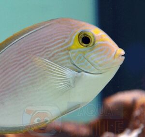 Рыба хирург Acanthurus mata, Mata Surgeonfish