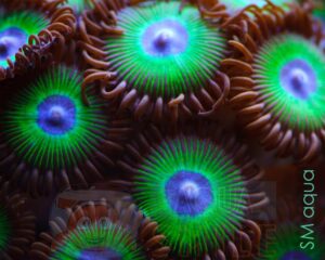 Корал мягкий Zoanthus sp, Sand Polyps Big Eye Purple Tentacle Green
