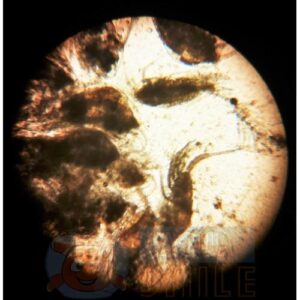 Корм для риб та коралів DVH Ocean Prime Copepods