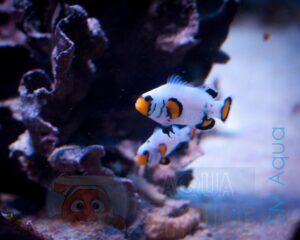 Риба Amphiprion ocellaris, Clownfish Frostbite chilled PREMIUM