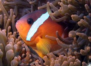 Риба клоун Amphiprion melanopus, Black Anemonefish