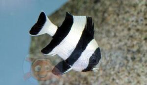 Риба Dascyllus melanurus (Fourstriped Damselfish)