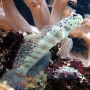 Риба Cryptocentrus leptocephalus, Pink & blue Spotted Goby
