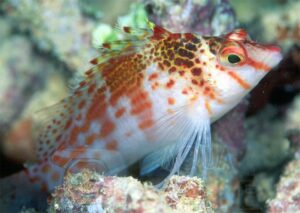 Рыба Cirrhitichthys falco (Falco Hawkfish)