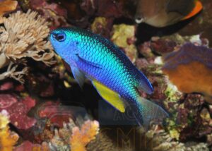 Риба Pomacentrus alleni (Allen`s Damselfish)