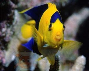 Риба ангел Centropyge bicolor, Bicolor Angelfish