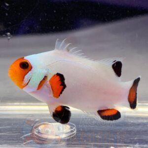 Риба Amphiprion ocellaris, Clownfish Wyoming White PREMIUM