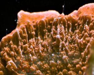Корал SPS Montipora Foliosa Orange