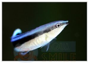 Риба губан-доктор Labroides dimidiatus, Bluestreak Cleaner Wrasse