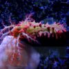 Морской огурец Pentacta sp, Sea Cucumber Red 12835