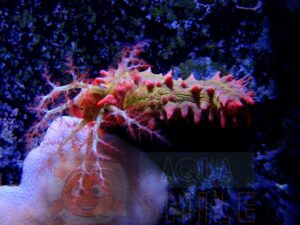 Морський огірок Pentacta sp, Sea Cucumber Red