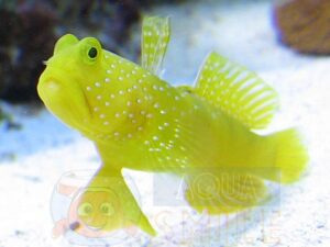 Риба Cryptocentrus cinctus (Yellow Prawn Goby)