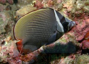 Риба метелик Chaetodon collare, Red-tailed Butterflyfish