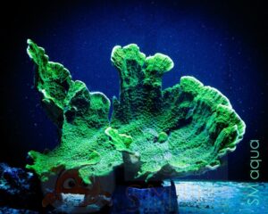 Корал SPS Montipora spp, Montipora Foliosa Green XL