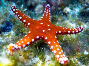 Морська зірка Fromia sp, Starfish Red