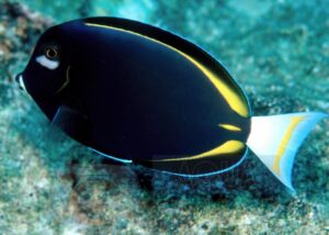 Риба хірург Acanthurus nigricans, Gold-Rimmed Tang