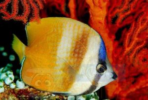 Риба Chaetodon kleinii, Klein’s Butterflyfish