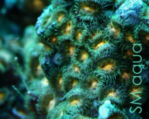 Корал м’який Zoanthus sp, Sand Polyps Long Pink Tentacle Green
