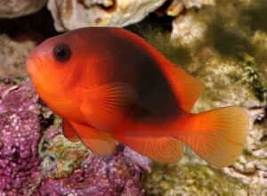 Риба клоун Amphiprion ephippium, Saddleback Anemonefish
