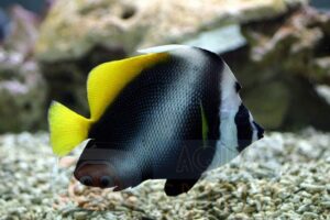 Риба Heniochus singularis, Philipine Pennant Bannerfish