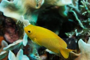 Риба Pomacentrus moluccensis (Yellow Damsel)