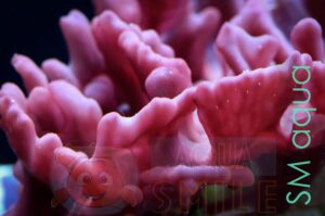 Губка Collospongia sp, Sponge Red