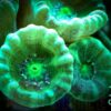 Коралл LPS Caulastraea sp, Candycane Big Pipe Green 12871