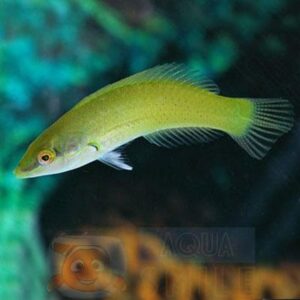 Риба губан Halichoeres chloropterus (Green Wrasse)