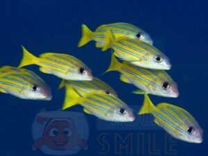 Риба Lutjanus kasmira, Blue-striped Snapper
